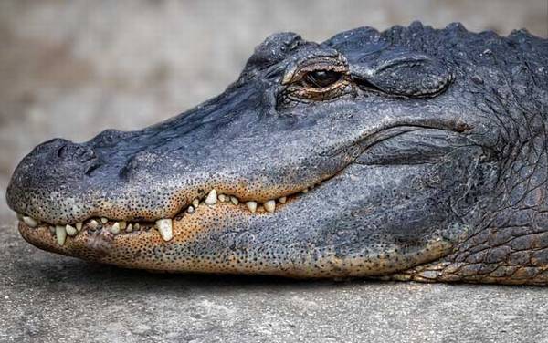 ���������������ж��