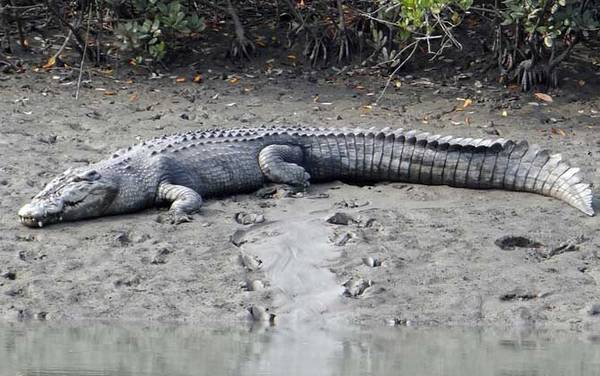 �����������ʲô��˼��