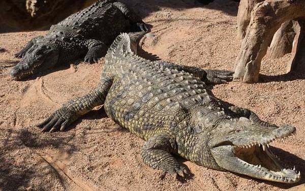 鳄鱼吃人是真的吗?