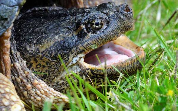 鳄鱼龟是什么动物?