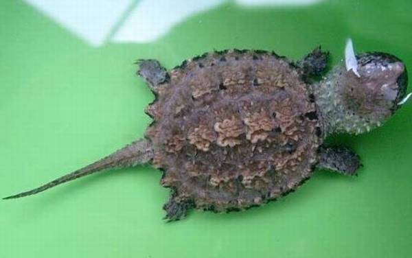 拟鳄龟是什么动物?