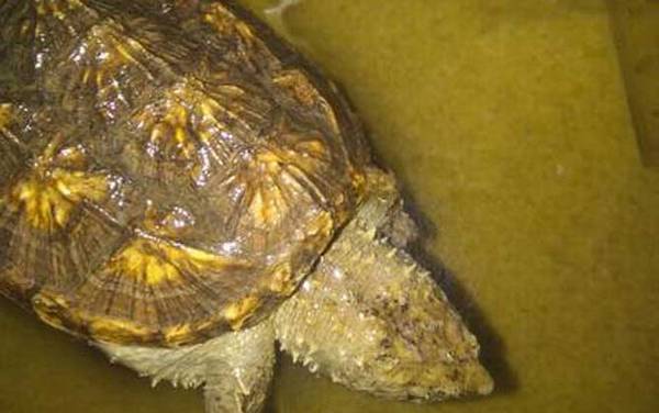 佛鳄龟是什么动物?