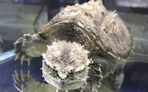 拟鳄龟是什么动物?