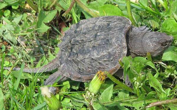 巴西鳄龟是什么动物?