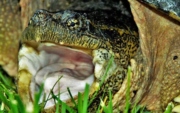 大鳄龟是什么动物?