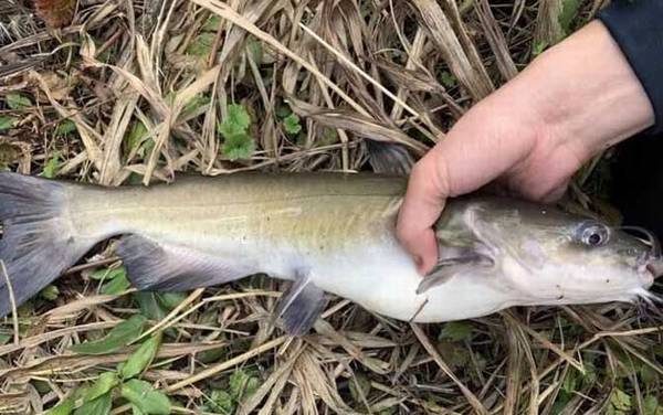 叉尾鮰是什么鱼?