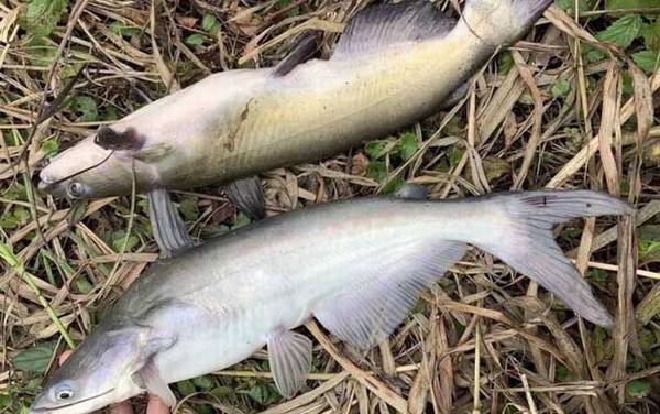 叉尾鮰是什么鱼?