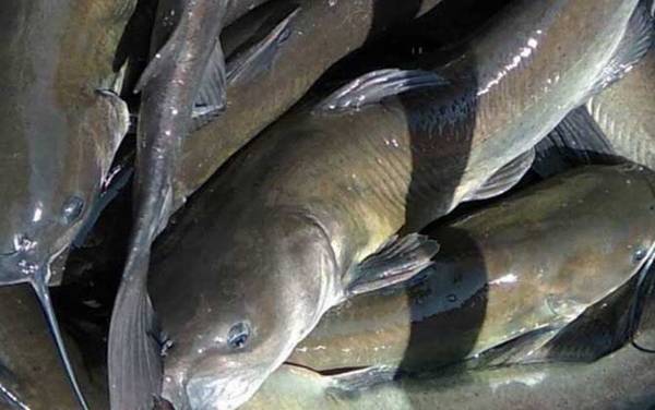 钳鱼价格多少钱一斤?