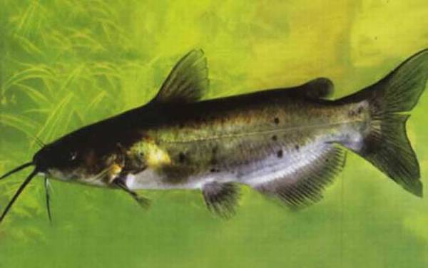 叉尾鮰吃什么食物?