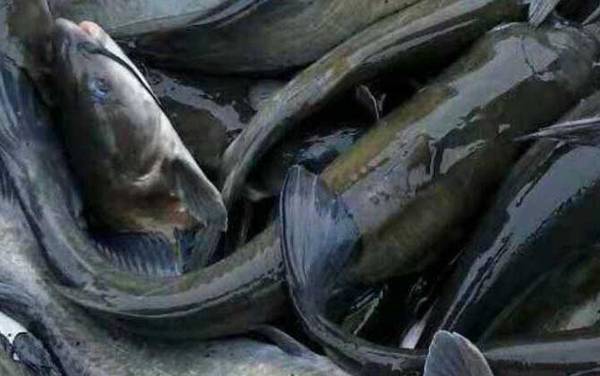 钳鱼价格多少钱一斤?