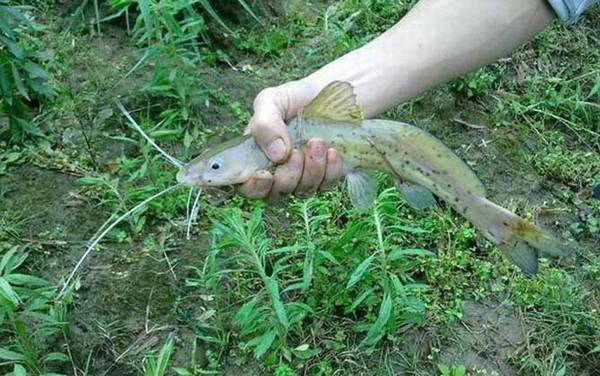 钳鱼价格多少钱一斤?