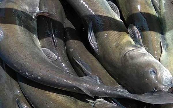 长吻鮠的读音怎么读?