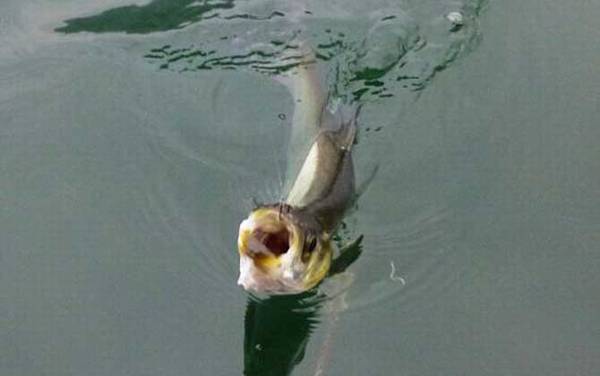 翘嘴鱼为什么这么贵?