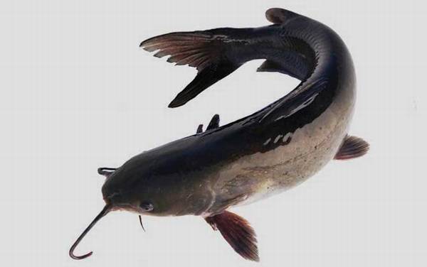 江团鱼是什么鱼?