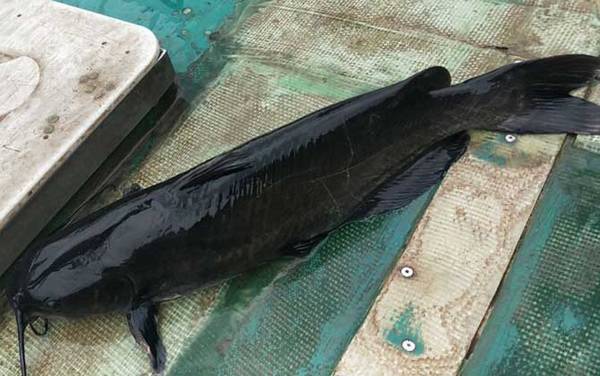 江团鱼是什么鱼?