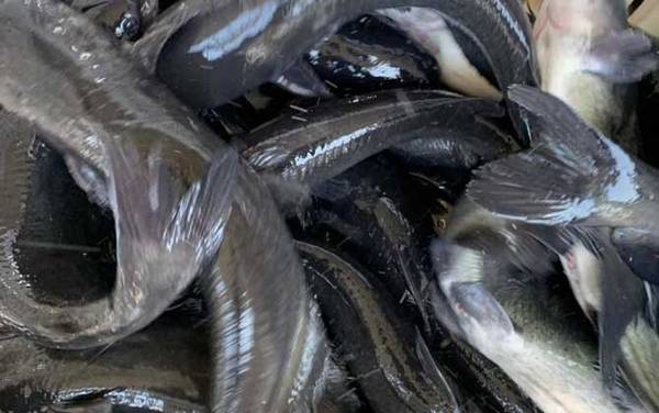 江团鱼是什么鱼?