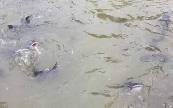 �t��Ϊʲô���ܳԣ�