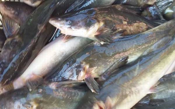鮰鱼价格多少钱一斤?