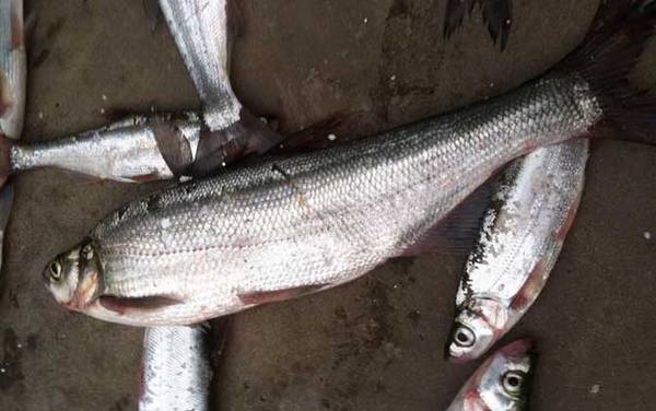 �������ʲôʳ�