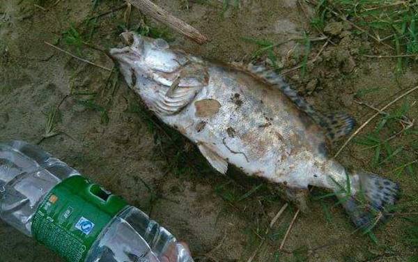 鳜鱼价格多少钱一斤?