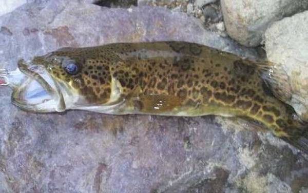 鳜鱼价格多少钱一斤?