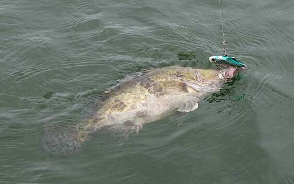 鳜鱼的鳜怎么读?