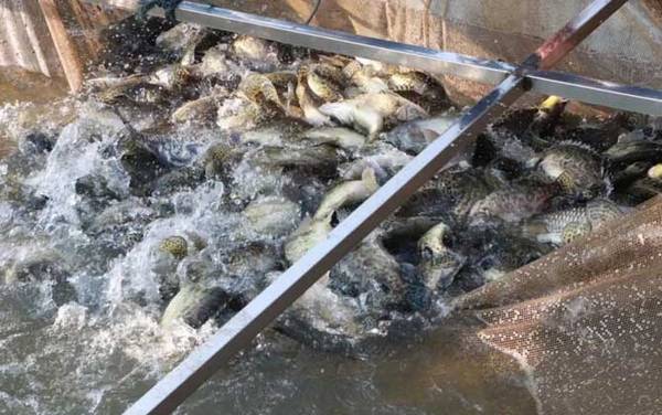 ������ֳ��������������