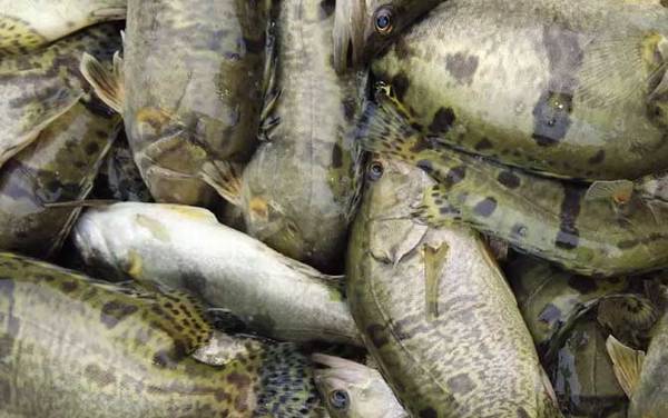 ������ֳ��������������