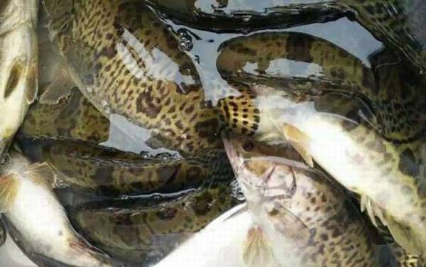 ������ֳ��������������