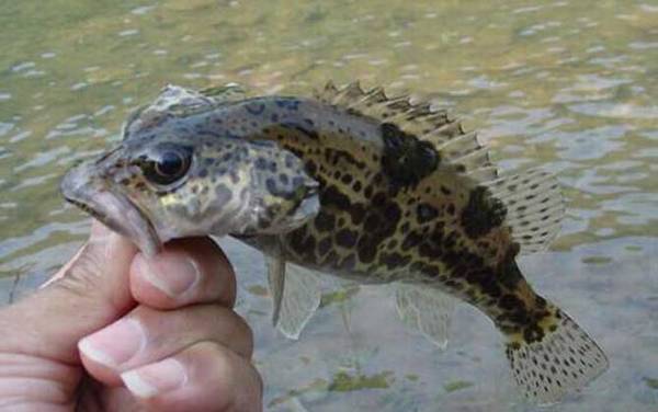 ������ֳ��������������