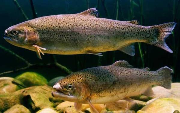 ������ʲô�㣿