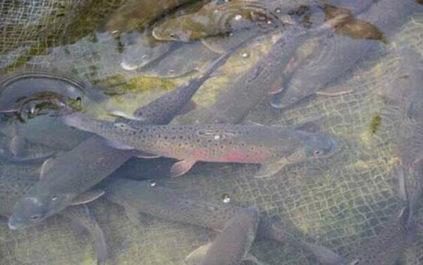 ������ʲô�㣿