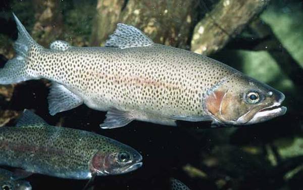 ������ʲô�㣿