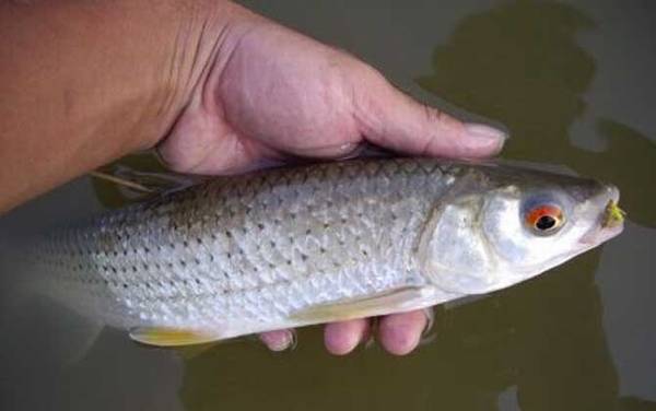 赤眼鳟是什么鱼?