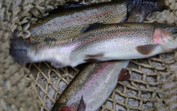 虹鳟鱼价格多少钱一斤?