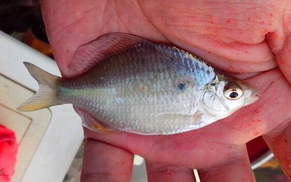 ��������ʲô�㣿