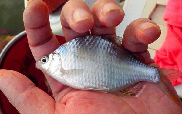 ��������ʲô�㣿