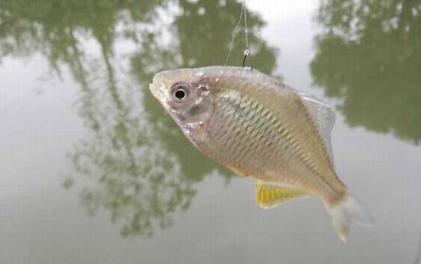 鳑鲏鱼的生活习性及特点