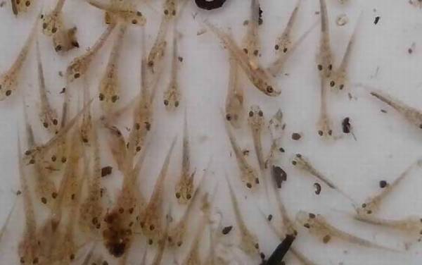 刚出生的小鱼吃什么?