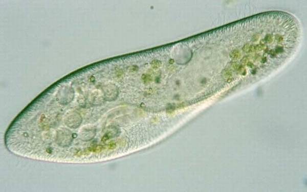 刚出生的小鱼吃什么?