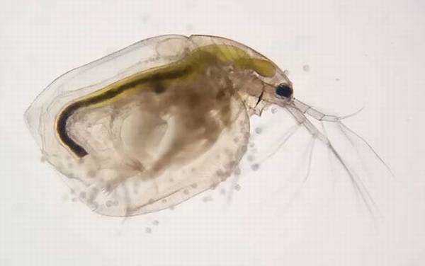 刚出生的小鱼吃什么?