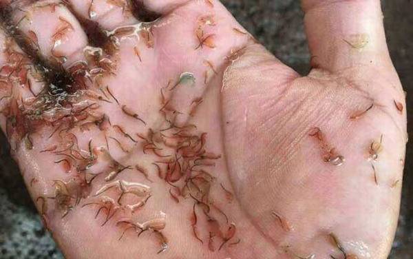 刚出生的小鱼吃什么?