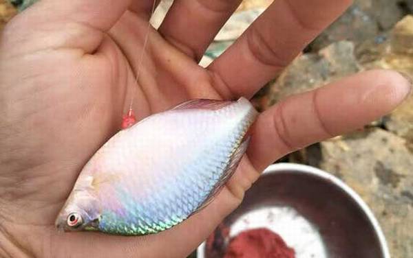 鳑鲏鱼怎么养不容易死?