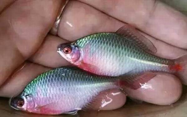 鳑鲏鱼怎么养不容易死?