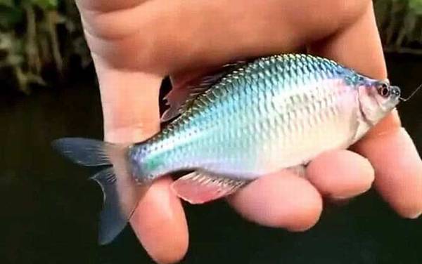 鳑鲏鱼怎么养不容易死?