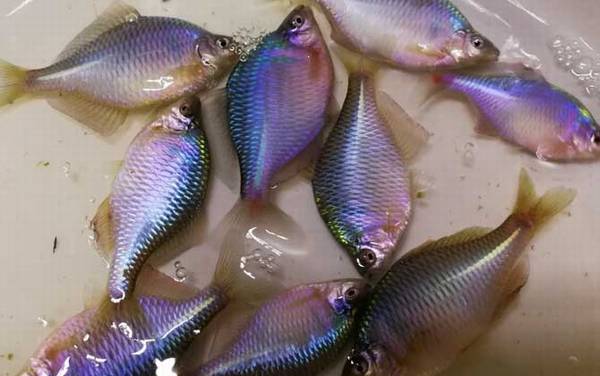 为什么没人在草缸养鳑鲏鱼?