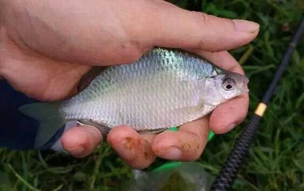 养鳑鲏鱼的缺点有哪些?