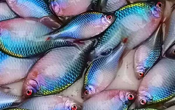 养鳑鲏鱼的缺点有哪些?