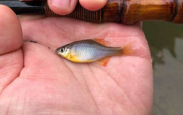 养鳑鲏鱼不能开灯吗?