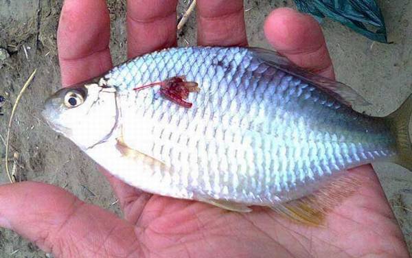 �����������ܳ����